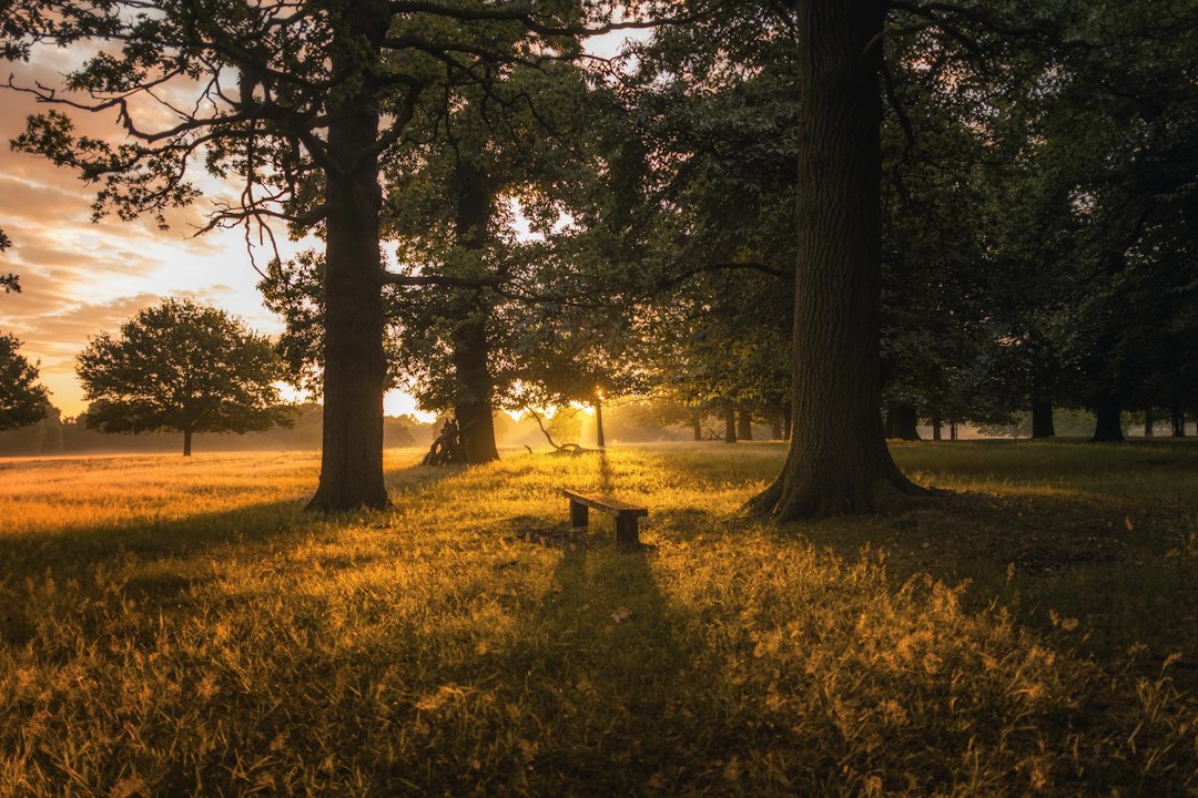 Illustrative stock photograph: a leafy park with a bench